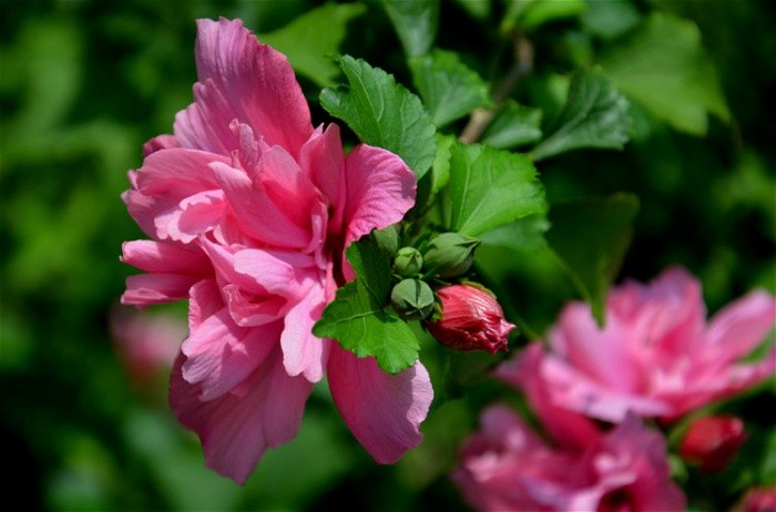 美丽的芙蓉花特写图片大全