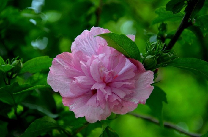 美丽的芙蓉花特写图片大全